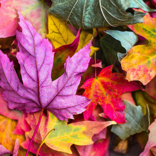 Awareness Days to Create Content Around in October 2020